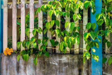 Güneşli yeşil sarmaşık kırsal bir çite tırmanıyor..