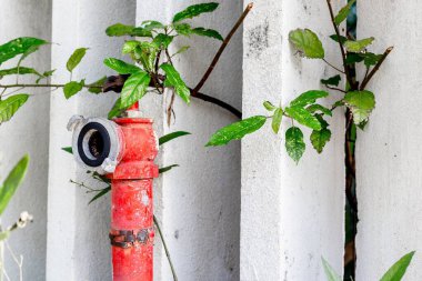 Beyaz beton duvarda büyüyen kırmızı yangın musluğu ve yeşil yapraklar..