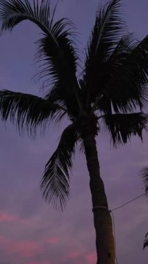Siluetli palmiye ağacı, canlı alacakaranlık gökyüzüne karşı sükunet ve tropikal sükunete ilham verir.