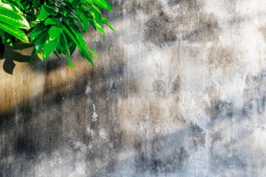 Güneşli yeşil yapraklar desenli beton duvara gölge düşürüyor..