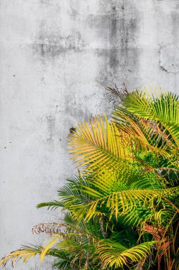 Titrek tropikal palmiye yaprakları yıpranmış beton duvara karşı.