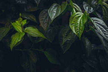 Düşük ışıkta parlak yapraklı yemyeşil betel yapraklı bitkiler..