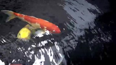 Renkli koi balıkları doğal uyum içinde dalgalı gölet sularında zarifçe yüzerler.