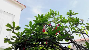 Titrek tropikal bitki berrak gökyüzüne karşı hafif esinti hareketiyle