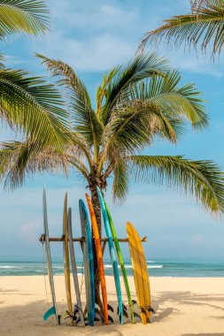 Tropikal sahilde, palmiye ağaçları ve okyanus dalgalarıyla renkli sörf tahtaları..