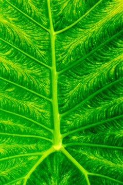 Ayrıntılı damar ve desenleri olan canlı yeşil yaprağın yakın çekimi.