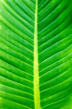 Yakın planda belirgin damarları olan canlı yeşil muz yaprağı dokusu.