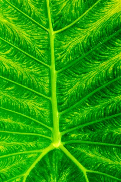 Ayrıntılı damar ve desenleri olan canlı yeşil yaprağın yakın çekimi.