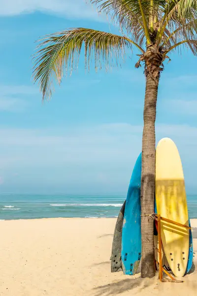 Tropikal kumsalda palmiye ağacına yaslanmış renkli sörf tahtaları.