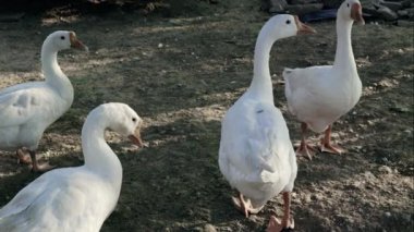 Doğal ışıkta eğlenceli etkileşimleri olan taşra çiftliğini keşfeden meraklı kazlar.