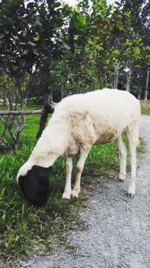 Huzurlu kırsal alanda yemyeşil otlayan koyunlar.