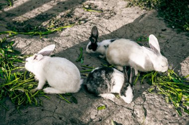 Güneşli bir günde yeşil sebzelerle beslenen bir grup tavşan..