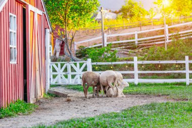 Pastoral çiftlik sahnesi. Koyunlar gün batımında kırmızı ahırın yakınında otluyor..