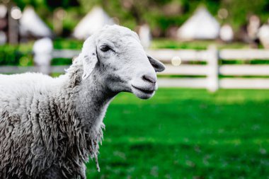 Yeşil otlakta yün kürklü koyunlara yakın çekim.