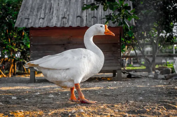 Görkemli beyaz kaz köy bahçesinde duruyor..