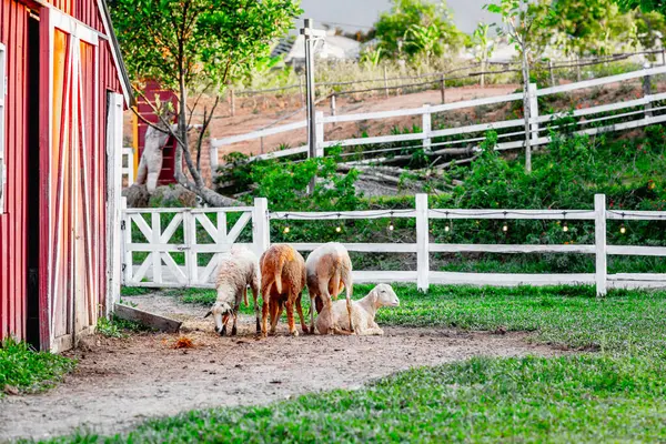 Kırmızı ahırın yakınında otlayan koyunlar çitlerle ve yeşilliklerle çevrili..