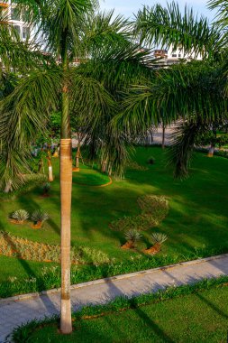 Yüksek palmiye ağaçları ve canlı yeşillikleri olan yemyeşil bir bahçe..