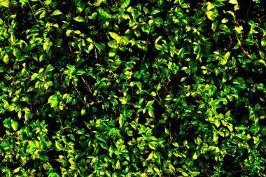 Parlak yeşil yapraklar ve yemyeşil yapraklar açık hava bahçesinde..