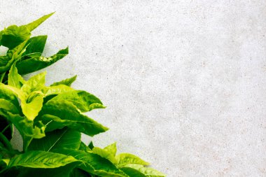 Açık beton zemine karşı canlı yeşil yeşillik.