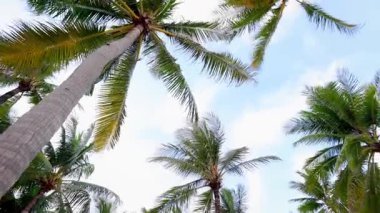 Güneşli bir günde mavi gökyüzünde sallanan palmiyeler.