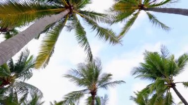 Güneşli bir günde mavi gökyüzünde sallanan palmiyeler.