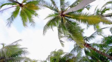 Tropikal palmiye ağaçları meltemde sallanıyor mavi gökyüzüne karşı
