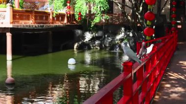 Huzurlu bahçe yansıması: sakin su, enerjik fenerler ve uyum içinde huzurlu güvercin.