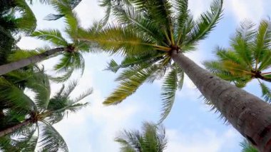 Tropikal palmiye ağaçları açık mavi gökyüzüne doğru esen meltemde sallanıyor.