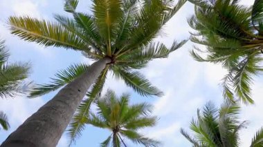 Tropikal palmiye ağaçları mavi bir arkaplanda usulca sallanıyor.