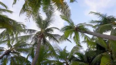 Mavi gökyüzüne karşı sallanan palmiye ağaçları ve tropik esintide bulutlar.