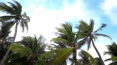 Dalgalanan palmiye ağaçları canlı mavi gökyüzüne karşı Tropikal dinginliği yakalıyor