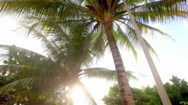 Tropik palmiye yaprakların arasından süzülen güneş ışığıyla gün doğumunda hafif bir esintide sallanıyor.