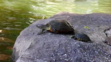 Kaplumbağalar canlı doğada dalgalanan suyla kayaların üzerinde güneşleniyorlar.