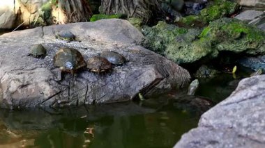 Havuza giren ve güneşlenen kaplumbağalar: kaya ve yosunlu sakin doğa sahnesi