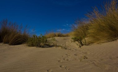 Kıyı şeridine yakın kumullar.