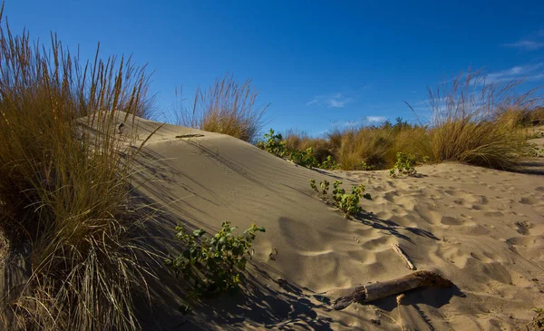 Kıyı şeridine yakın kumullar.