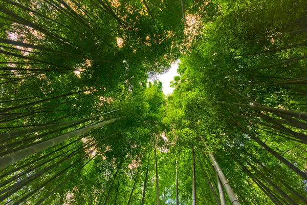 bamboo forest with sun and green trees.