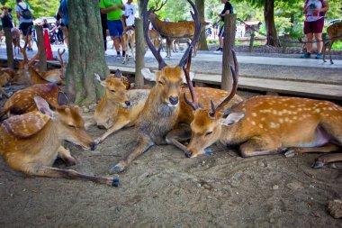 wild deer family in nara park in japan