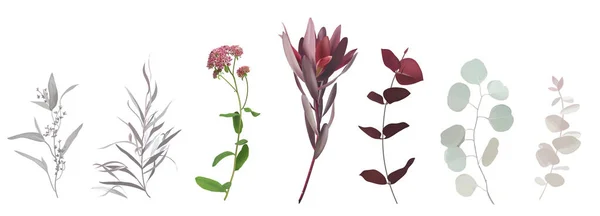 ブルゴーニュ赤熱帯ルカデンドロン ユーカリ アゴニス オレガノの花茎 ハーブと植物のベクターコレクションのミックス 結婚式のセットだ 水彩風セット 要素は隔離および編集可能です — ストックベクタ