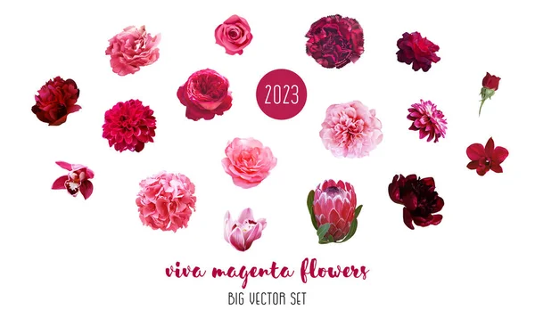 Trendy Magenta Bloemen Vector Ontwerp Grote Set Hot Roze Rozen — Stockvector