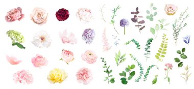 Pink rose, hydrangea, dahlia, white peony, magnolia, ranunculus, spring garden flowers, eucalyptus, greenery, fern, vector design big set. Wedding summer collection Elements are isolated and editable