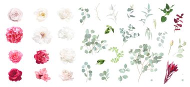 Modaya uygun mor ve barbekü pembesi vektör tasarımı seti. Beyaz şakayık, pembe gül, ranunculus, calla, hydrangea, yeşillik, karanfil, yeşil okaliptüs. Tüm elementler izole ve beyazda düzenlenebilir.