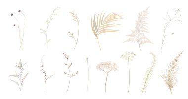Bitki ve bitki karışımı büyük bir koleksiyon. Şirin kır düğün yeşilliği. Kurumuş otlar, kurutulmuş eğreltiotu, bej rengi, beyazlatılmış ortanca, sonbahar bitkisi. Suluboya seti. Tüm elementler izole edildi