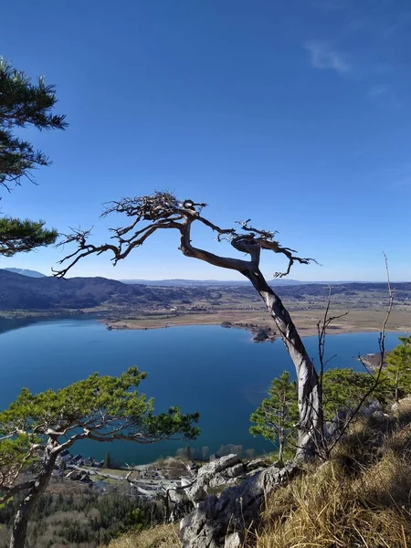 beautiful view of nature scenery. a trees. kcohel am see. bayern. bavaria. germany. deutschland