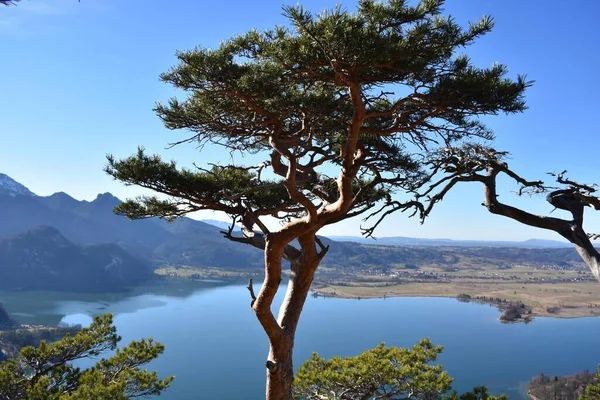 landscape view of beautiful lake with trees, mountains and blue sky. german alps. bavaria. kochelsee. germany