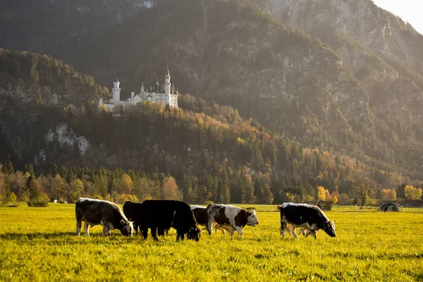 cows grazing in the meadow near neuschweistein schloss castl bayern germany