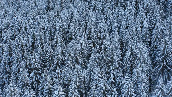 Drone 'dan ormanın hava görüntüsü