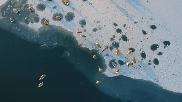aerial view of the lake from drone. swans