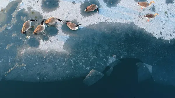 aerial view of the lake from drone. swans.