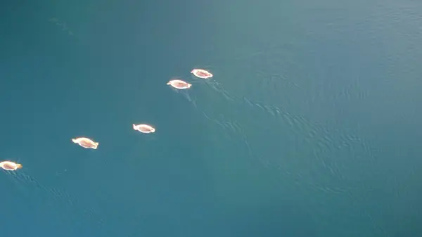 aerial view of the lake from drone. swans